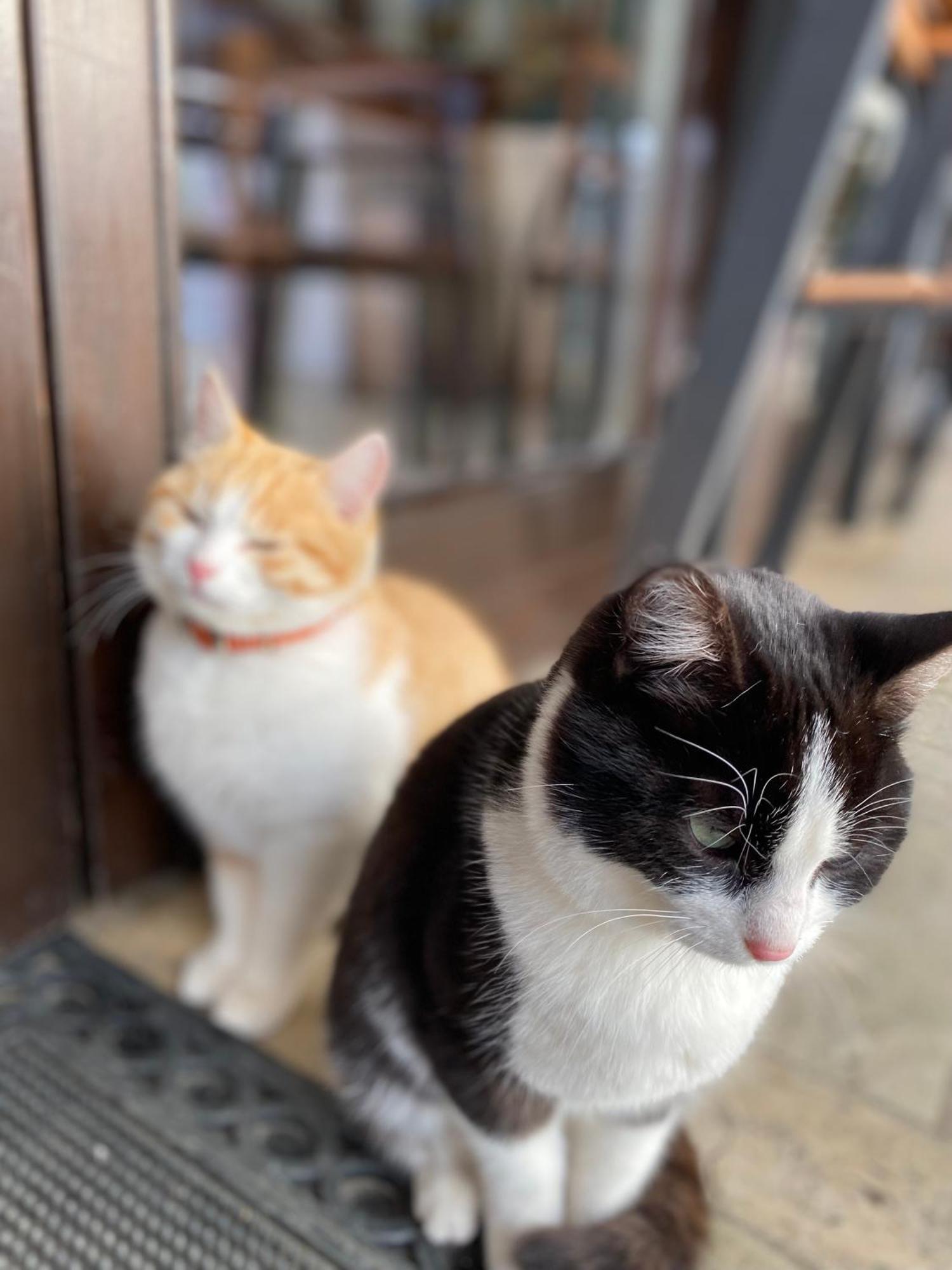ホテル Cetatuia マグラ エクステリア 写真